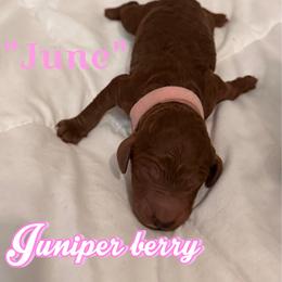 June - Red  female Poodle puppy in Sheridan, California from Renegade Standard Poodles