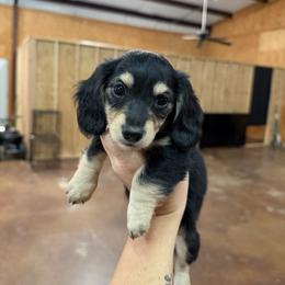 Girl 3 - Black and cream female Dachshund puppy in Stamford, Texas from West Texas Miniature Dachshunds