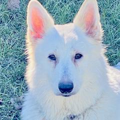 Vanya AKBO - Berger Blanc Suisse