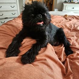 Agatha - Brussels Griffon