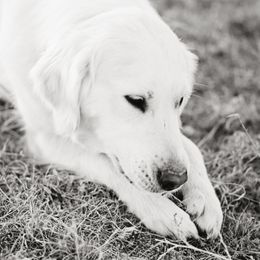 Golden Retrievers from Cream De La Cream Goldens
