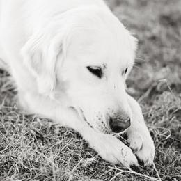 Golden Retrievers from Cream De La Cream Goldens