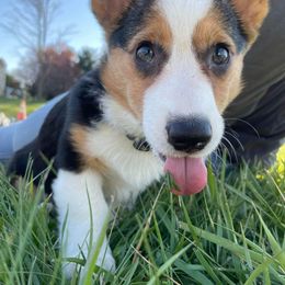 Baylee - Pembroke Welsh Corgi