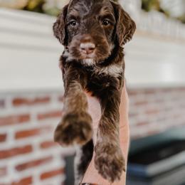 Bernedoodle, Goldendoodle, and Poodle Puppies from Northwest Pups