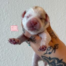 Girl 1 - Cream female Australian Labradoodle puppy in Valley Springs, California from Blue Denim Doodles