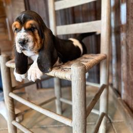 Blue - Black brown and white male Basset Hound puppy in Pavo, Georgia from Southern Oaks Kennel