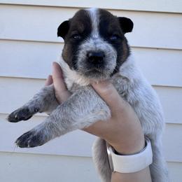 Storm - Red speckled male Australian Cattle Dog puppy in Oberlin, Kansas from Hangin R Kennels