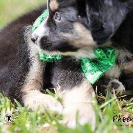 Australian Shepherd, Miniature American Shepherd, Miniature Australian Shepherd, and Toy Australian Shepherd Puppies from TK Standard, Mini, & Toy Aussies