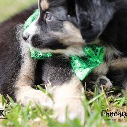 Australian Shepherd, Miniature American Shepherd, Miniature Australian Shepherd, and Toy Australian Shepherd Puppies from TK Standard, Mini, & Toy Aussies