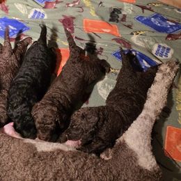 Poodle Puppies from Sue's Poodles and Doodles