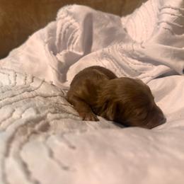 Lola - Red  female Goldendoodle puppy in Graham, North Carolina from Geise Meadow Doodles