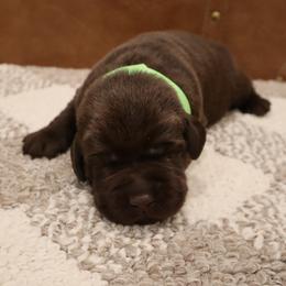 Turbo - Chocolate male Labrador Retriever puppy in Camden, Indiana from Camden's Caring Canines