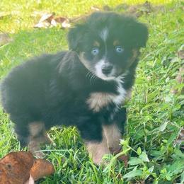 Inky - Black tri female Miniature American Shepherd puppy in Covington County, Alabama from Sweetbay Aussies/ Miniature American Shepherds