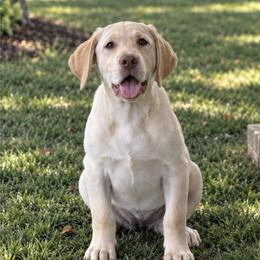 Royal - Yellow female Labrador Retriever puppy in Baldwin City, Kansas from Hedge Lane Labradors