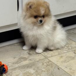 Molly - Orange parti female Pomeranian puppy in Corydon, Indiana from Kortes Pomeranians