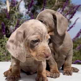 Dachshunds from San Diego Dachshunds