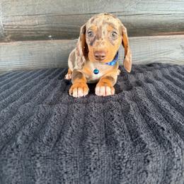 Duke - Dapple male Dachshund puppy in Rising Star, Texas from BEAW Doxies