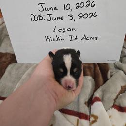 Logan - Black and tan male Pembroke Welsh Corgi puppy in Chariton, Iowa from Kickin It Acres BCs