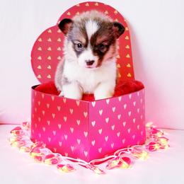 American Corgi and Pembroke Welsh Corgi Puppies from Whimsical Treasure Corgis