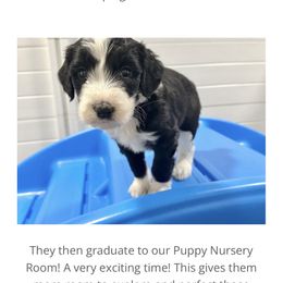 Assorted Doodle Crosses and Sheepadoodle Puppies from Sweet Creek Pups