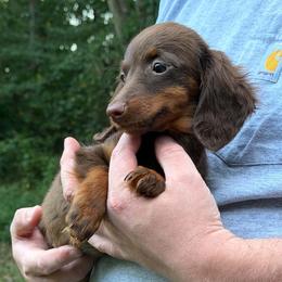 India - Chocolate and tan female Dachshund puppy in Dinwiddie, Virginia from White Oak Kennels