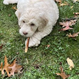 Goldendoodle Puppies from Simmons Goldendoodles