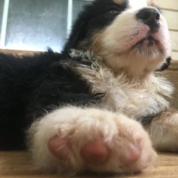 Bernese Mountain Dog Puppies from D’S Bernese Mountain Dogs