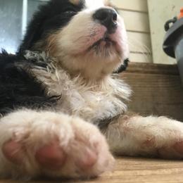 Bernese Mountain Dog Puppies from D’S Bernese Mountain Dogs