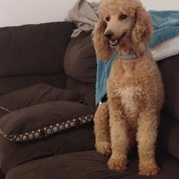 Roxie - Poodle