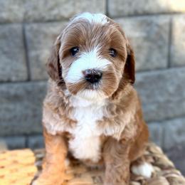 Cupcake - Caramel female Australian Labradoodle puppy in Auburn, Washington from West Valley Labradoodles