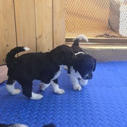 Springerdoodle Puppies from 64 Farm