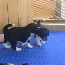Springerdoodle Puppies from 64 Farm