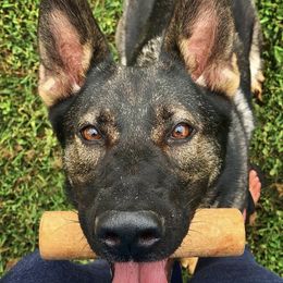 German Shepherds from Leah Dawson