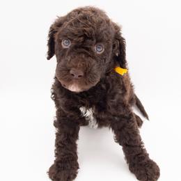 HeiHei - Yellow Collar - Chocolate male Labradoodle puppy in Lehi, Utah from Our Little Farm Life Doodles