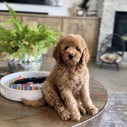 Ewing - Red  male Goldendoodle puppy in St George, Utah from Doodle Bears of Southern Utah