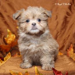 Liberty Blue - Blue female Mi-Ki puppy in Elizabeth, Colorado from Royal T Mi-Kis