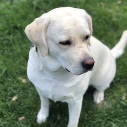 Stella - Labrador Retriever