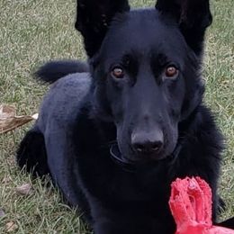 German Shepherds from Dwarven Acres