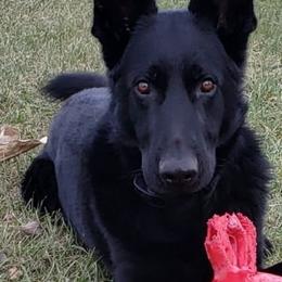 German Shepherds from Dwarven Acres