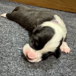 Purple collar - Black and white female Cardigan Welsh Corgi puppy in Omaha, Arkansas from DnD Corgis
