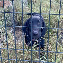 Kato - Black male Labrador Retriever puppy in Mineral, Virginia from Canine Assist