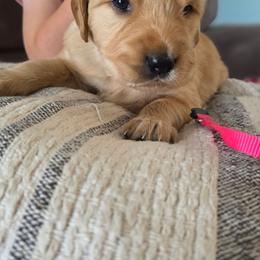 Dakota - Golden female Golden Retriever puppy in Lebanon, Oregon from SnowPeakPaws
