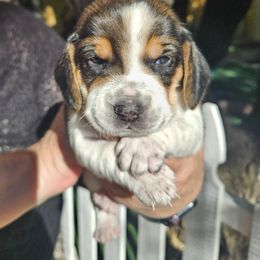 Girl 1 - Black white and tan female Beagle puppy in Santa Margarita, California from S&R Ranch