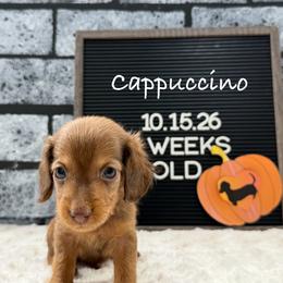 Cappuccino - Chocolate and tan male Dachshund puppy in Goodyear, Arizona from AZ Low Life Doxies
