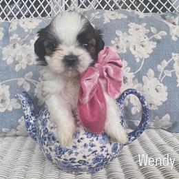 Wendy Darling - Black and white female Shih Tzu puppy in Jasper, Georgia from Tiny Bubbles Shih Tzus