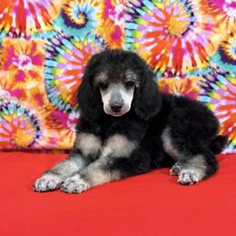Red - Black female Poodle puppy in Houma, Louisiana from Smart Azz Poodles