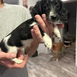 Girl 3 - Piebald female Dachshund puppy in Runge, Texas from Broken Diamond J Farms