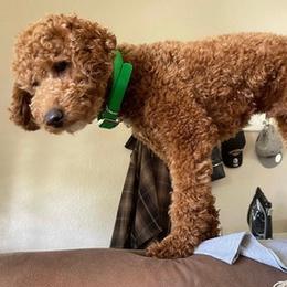 Goldendoodles from Teddy Bear Doodles