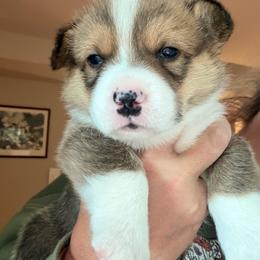 Koda- Green boy - Red male Pembroke Welsh Corgi puppy in Woodinville, Washington from Heatherland Corgis