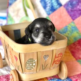 Miniature Schnauzer Puppies from MoonShadows Miniature Schnauzers